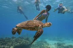 Where to See Turtles on Oahu – Best Beaches For Turtle Watching