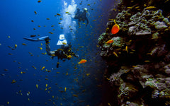 The Best Scuba Diving Spots in Hawaii
