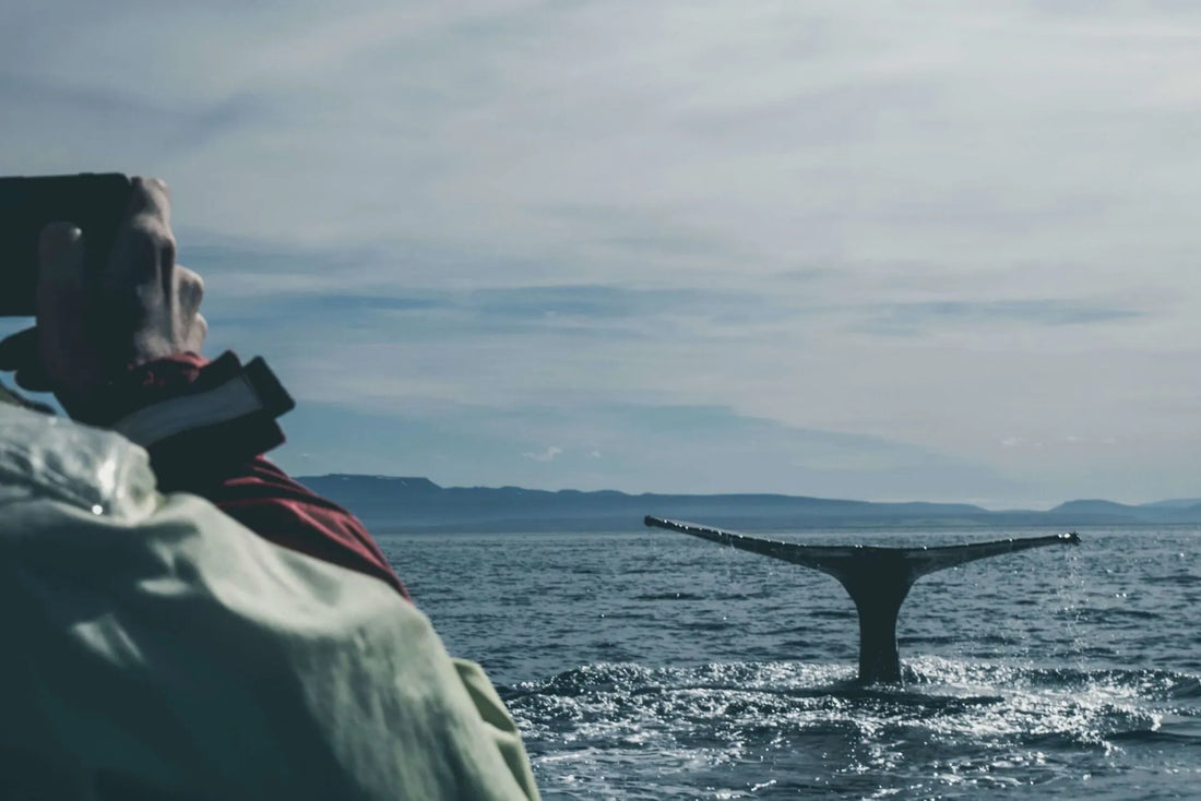 a whales tail breaching out of the water in the ocean with a person photographing it on their phone from a boat