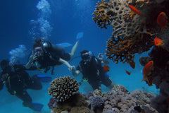 Best Scuba Diving Locations on Oahu