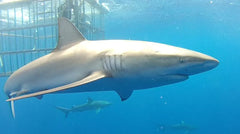 Sharks Cove Guide: Snorkeling & More