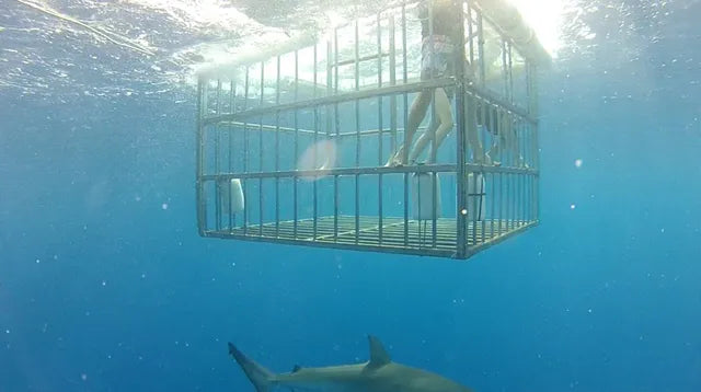 Shark Cage Tour