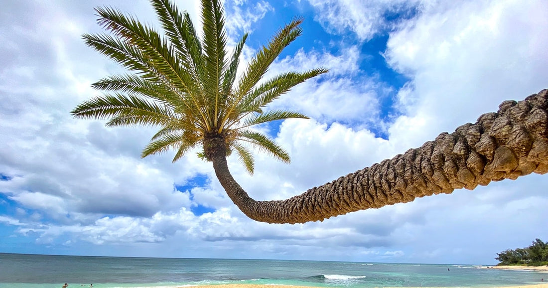 Fun Things to Do on Oahu's North Shore