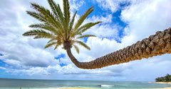Fun Things to Do on Oahu's North Shore